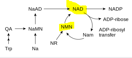Никотинамидмононуклеотид (NMN) является предшественником NAD+
